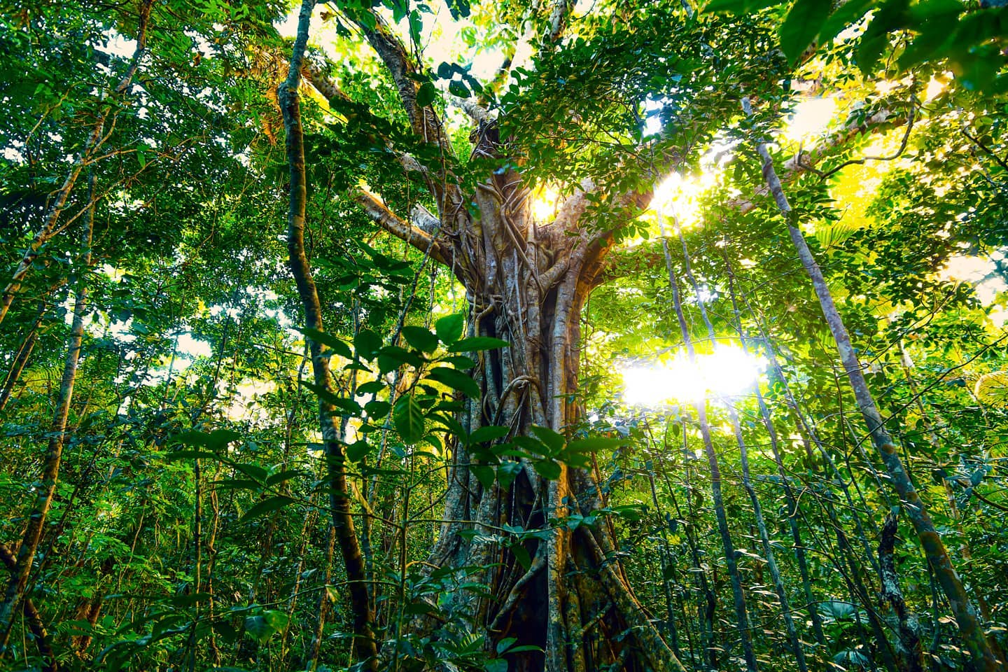 Sun bursting through the canopy of a tropical tree